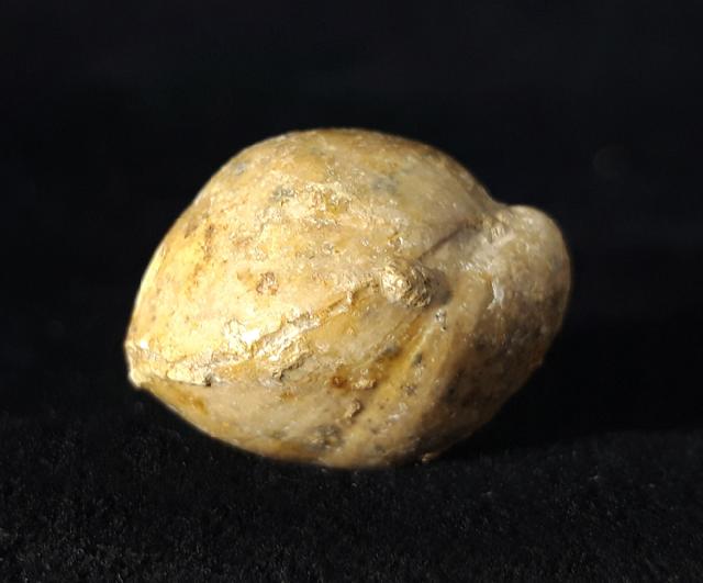 Sphaeroidothyris globisphaeroidalis (BUCKMAN 1914) - Bild © FossNet FossilienStore